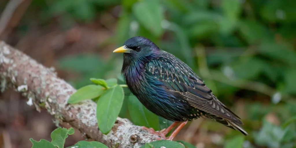 European Starling