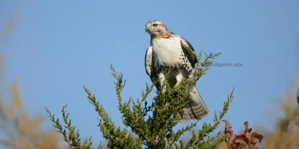 Ferruginous Hawk A Rare and Powerful Hunter in Georgia