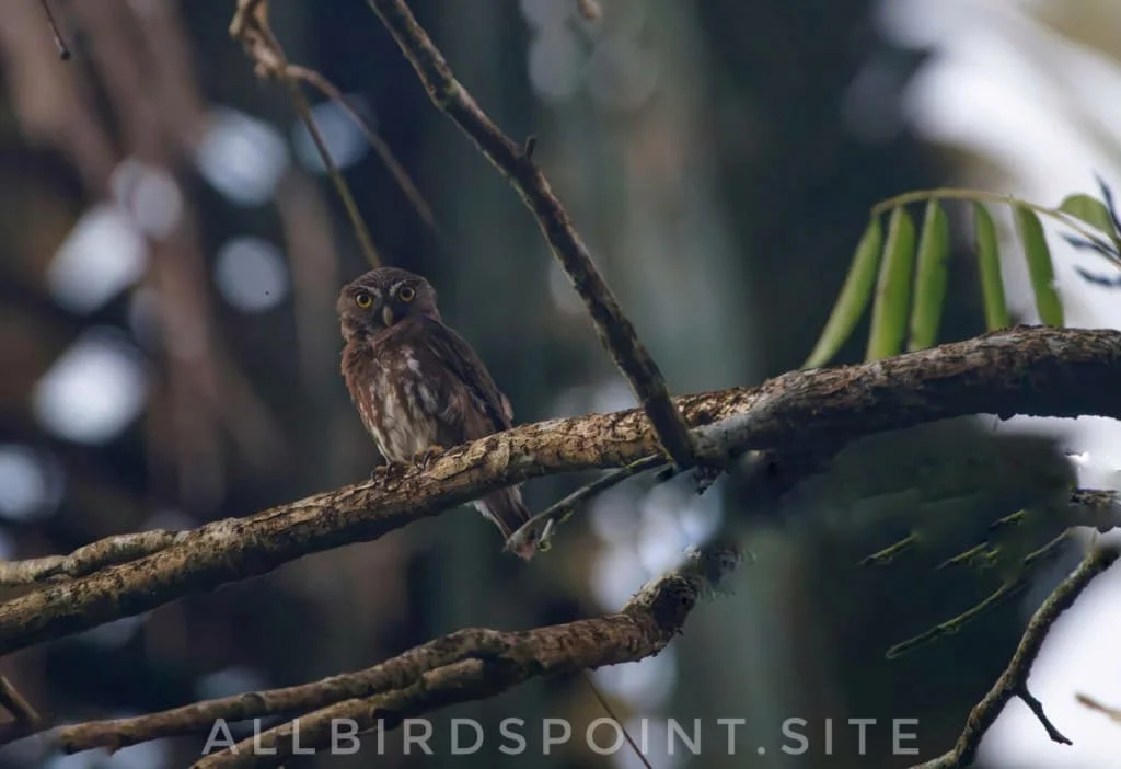 Ferruginous Pygmy Owl