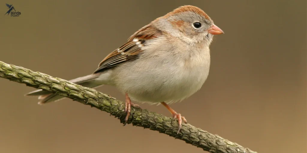 Field Sparrow