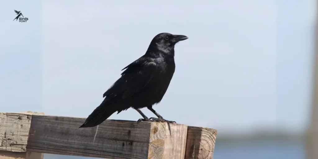 Fish Crow