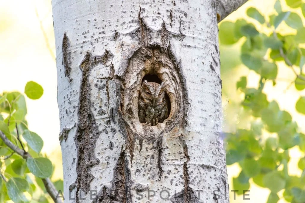 Flammulated Owl