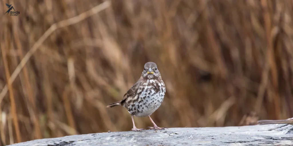 Fox Sparrow