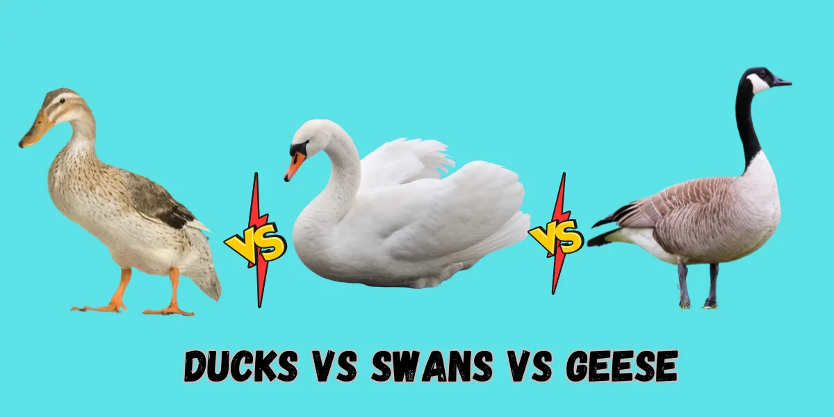 Ducks vs Swans vs Geese