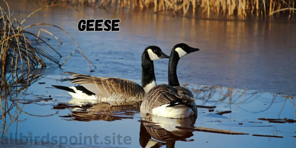 Geese