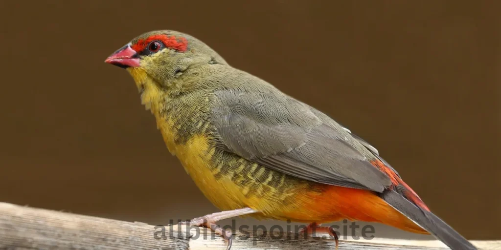 Gold-breasted Waxbill