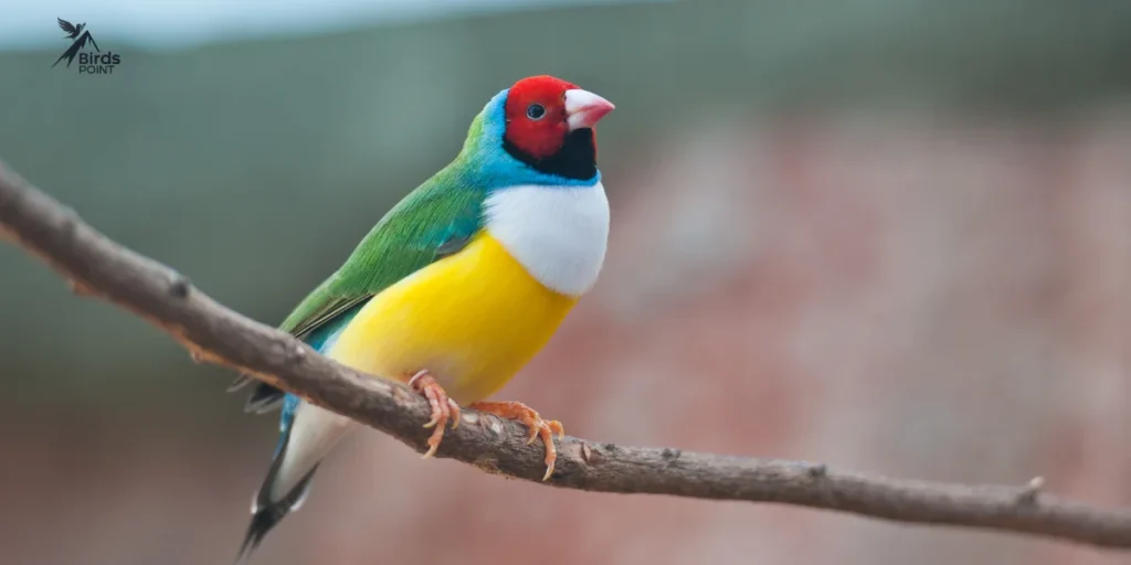 Gouldian Finch