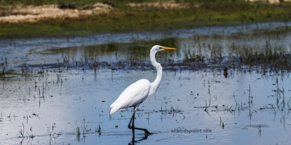 white birds 
Great Egret