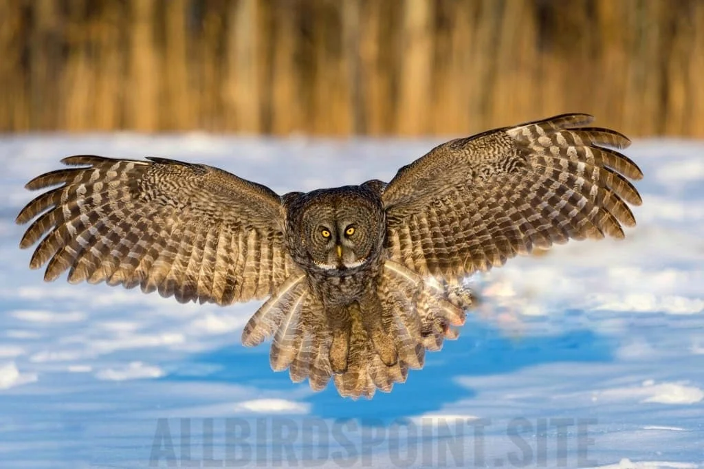 Great Gray Owl