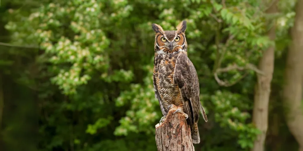 Great Horned Owl (Bubo virginianus)