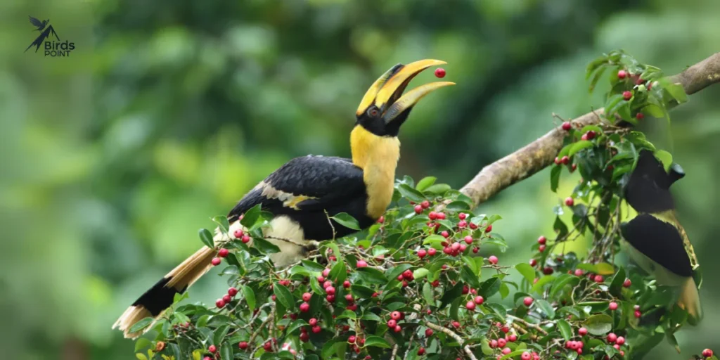 Great Indian Hornbill