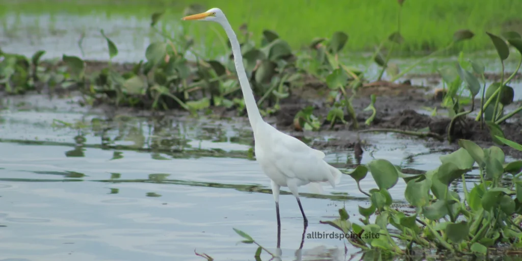 Great White Heron