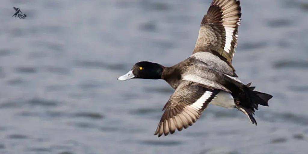 Greater Scaup