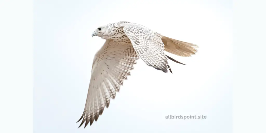  Gyrfalcon