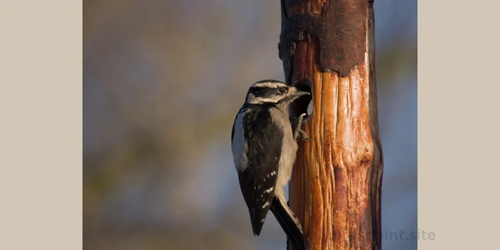 Hairy Woodpecker