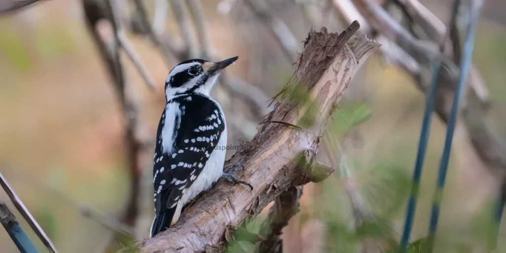 Hairy Woodpecker