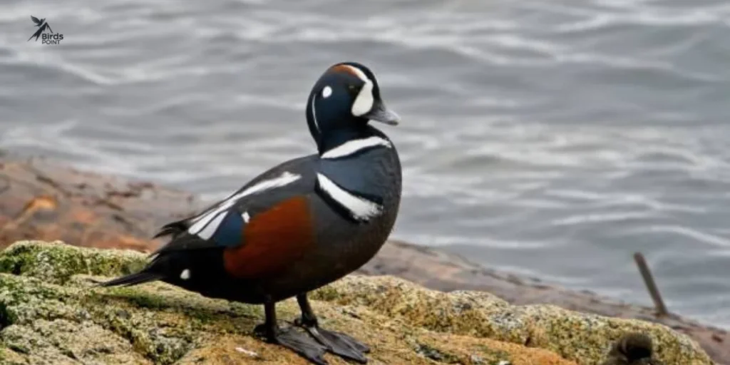 Harlequin Duck