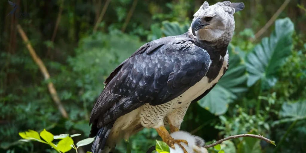 Harpy Eagle