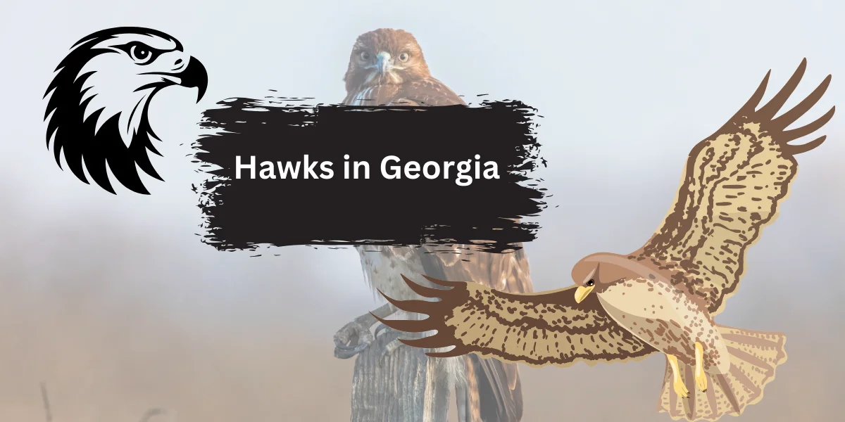 Hawks in Georgia