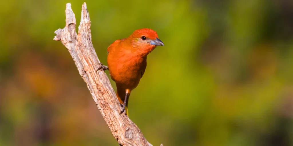 Hepatic Tanager