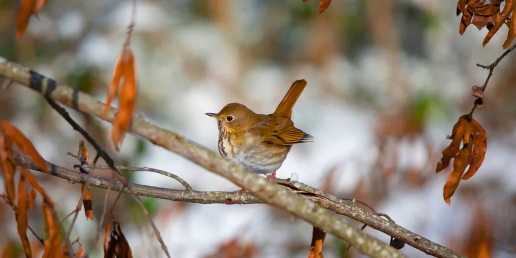 Hermit Thrush