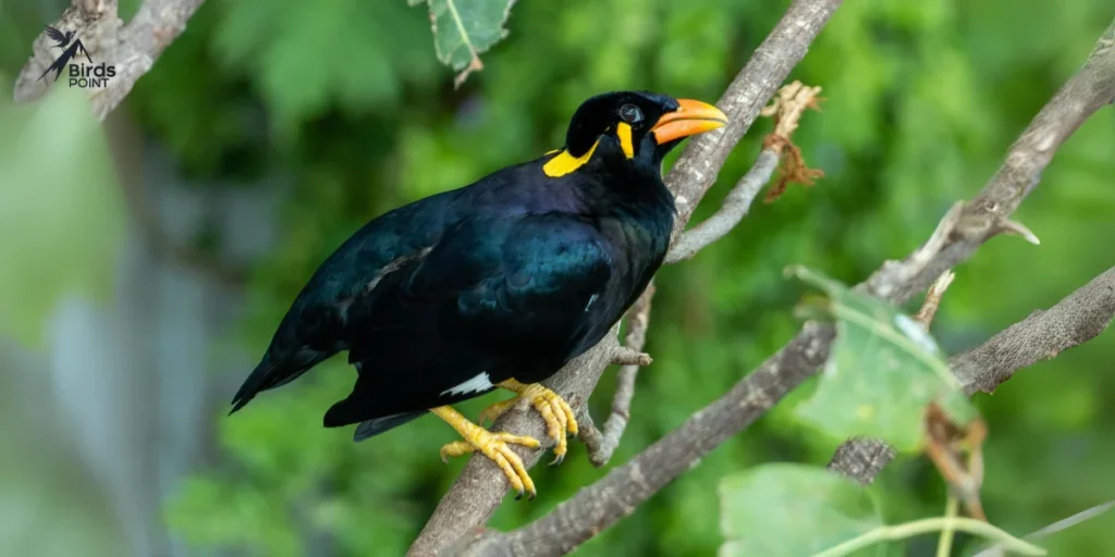 Hill Myna