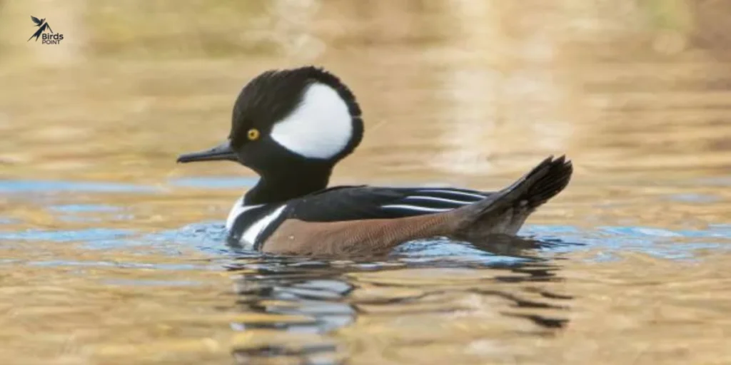 Hooded Merganser