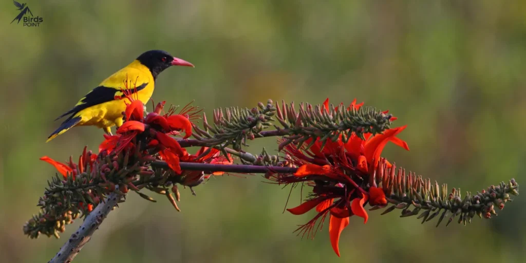 Hooded Oriole