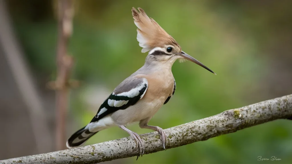 Hoopoe