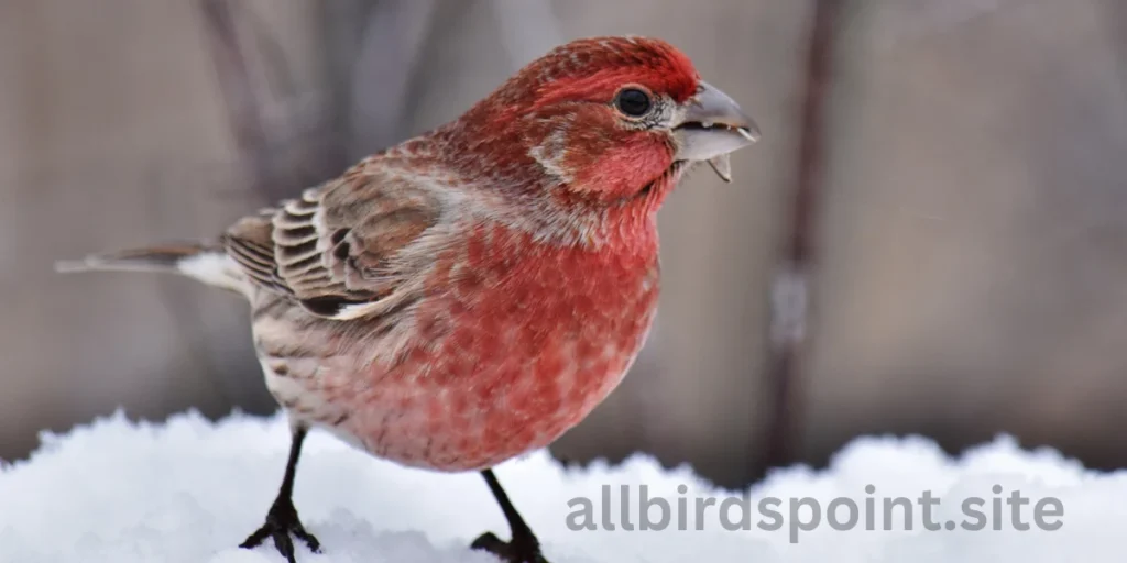 House Finch