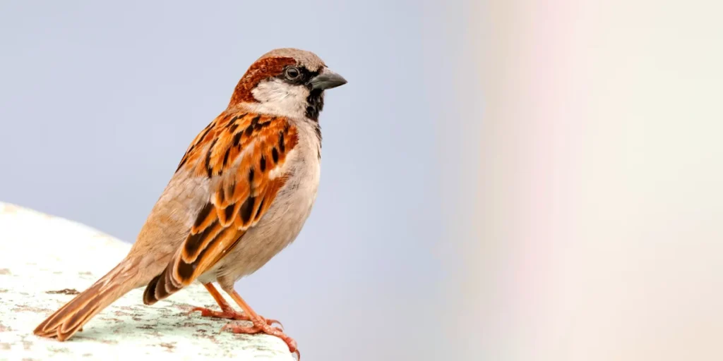 House Sparrow