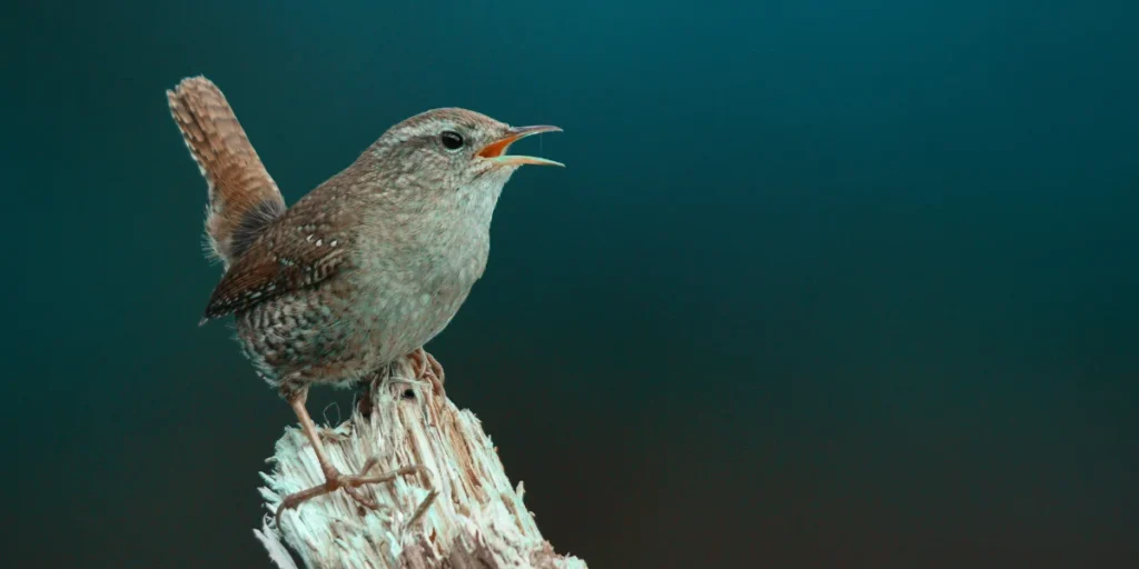 House Wren