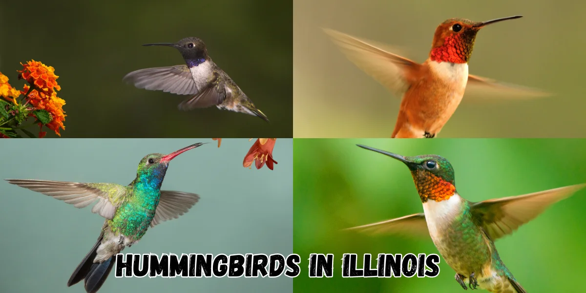 Top Hummingbirds in Illinois photos