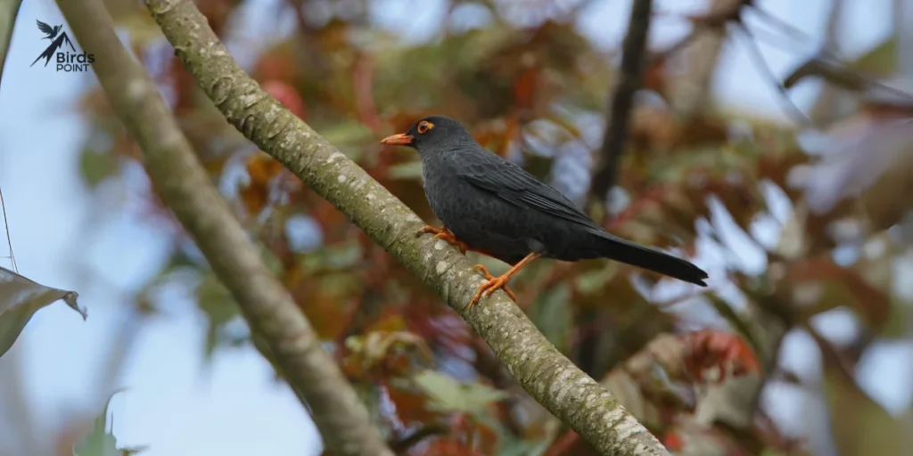  Indian Blackbird