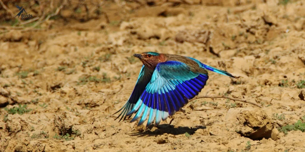 Indian Roller