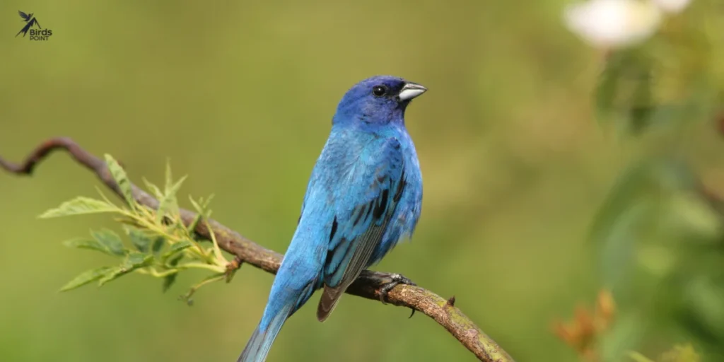 Indigo Bunting