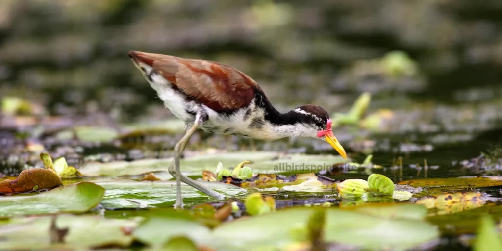  A Jacana with a long beak stands gracefully on the water's surface, reflecting its surroundings in the calm water.
