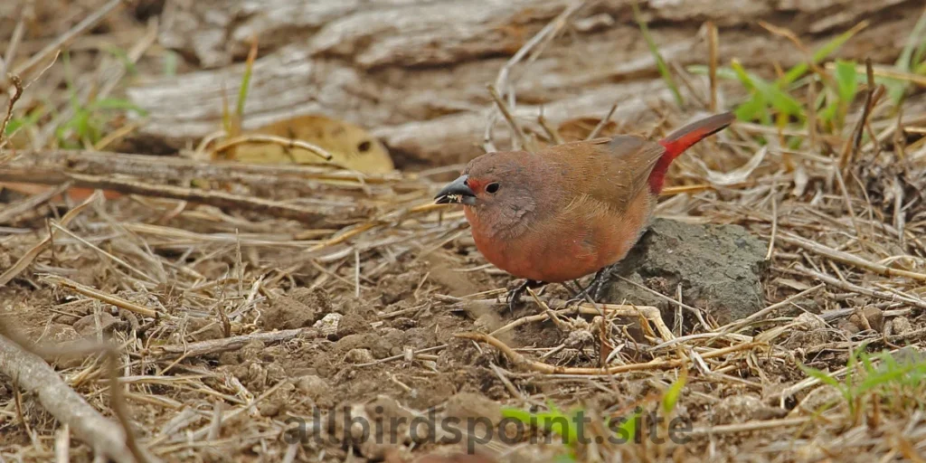 Jameson's Firefinch