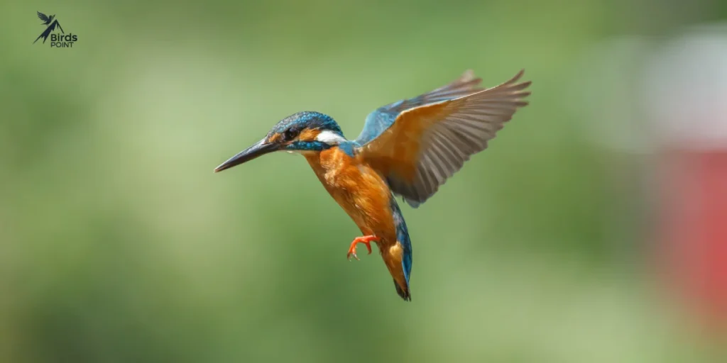 Kingfisher