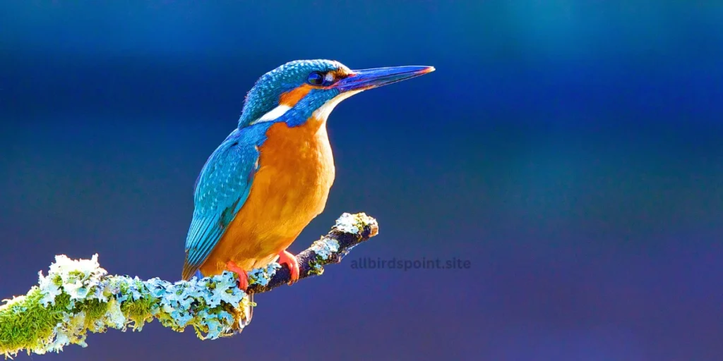  A Kingfisher perched on a branch against a clear blue sky, showcasing nature's beauty and tranquility.
