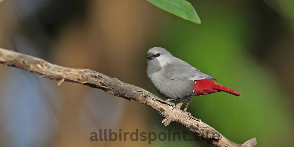 Lavender Waxbill