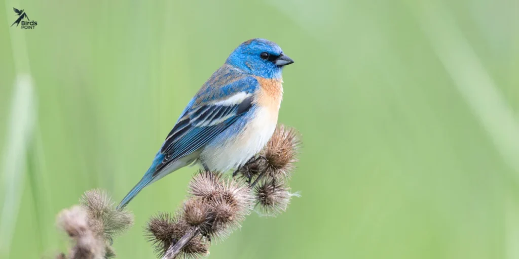 Lazuli Bunting