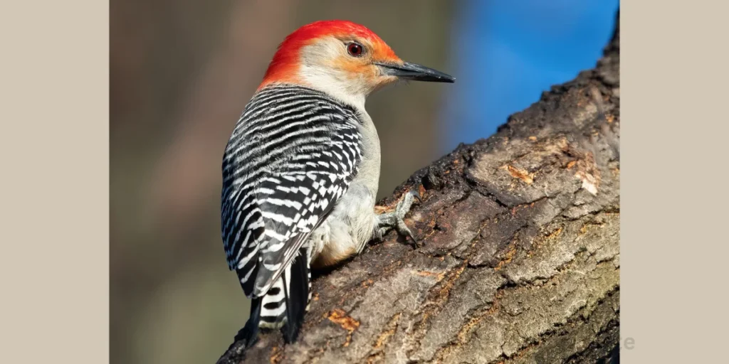 Lewis's Woodpecker