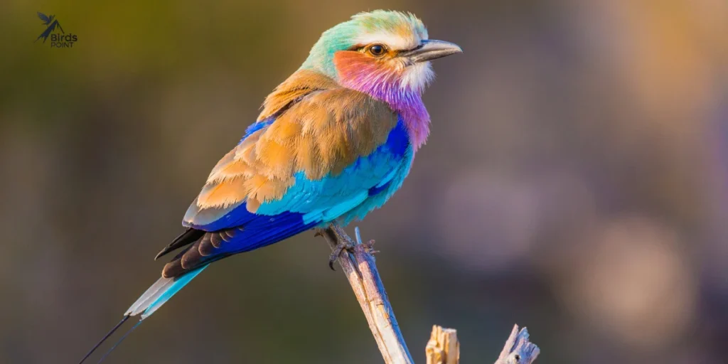 Lilac-breasted Roller