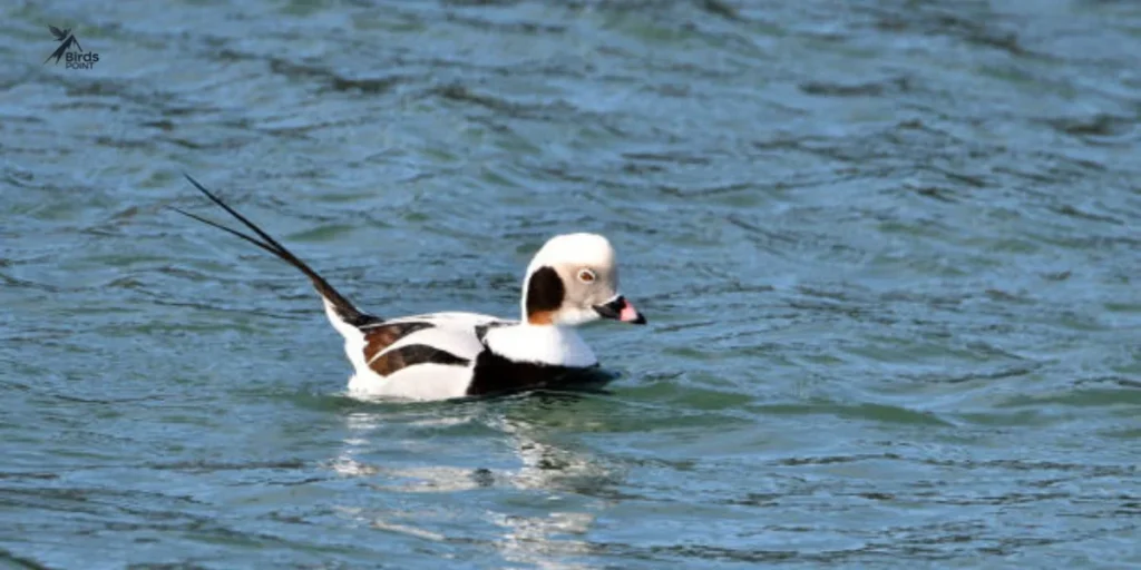 Long-tailed Duck