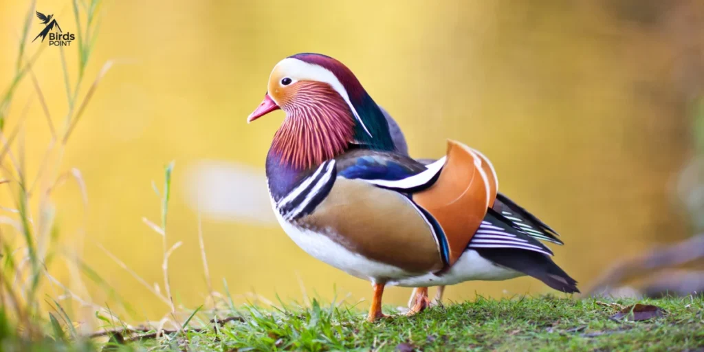 Mandarin Duck