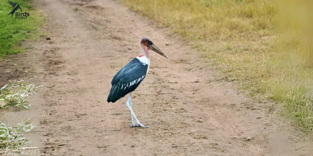 Marabou Stork