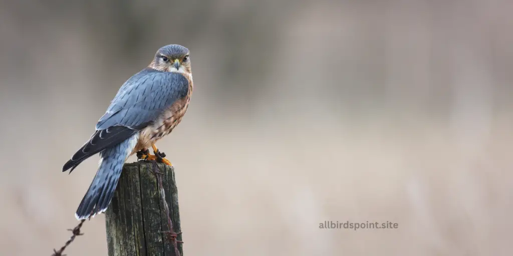 Merlin