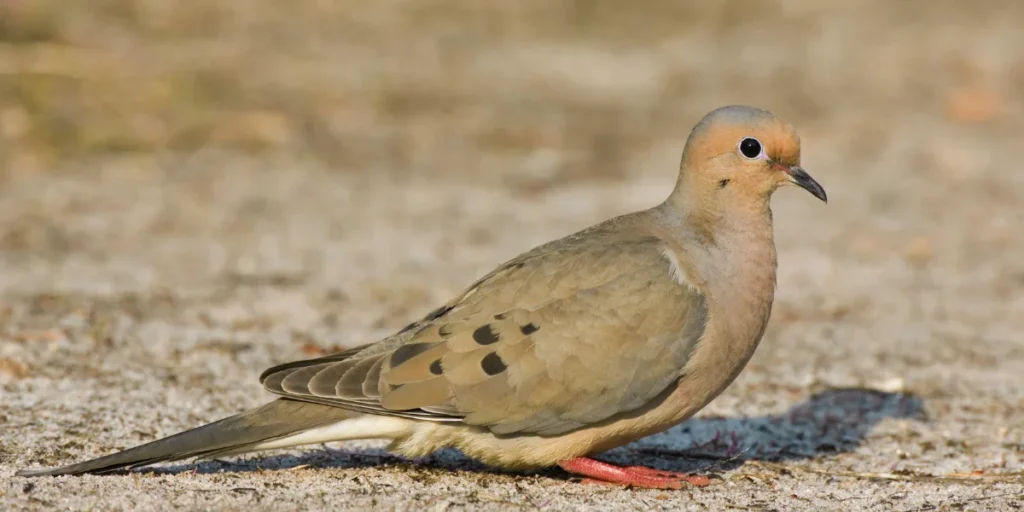 Mourning Dove