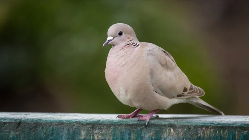 Mourning Dove